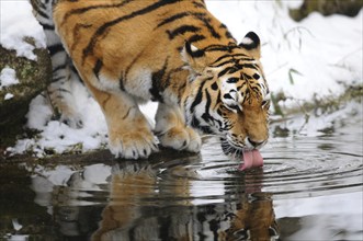 A tiger bends down to the water and drinks from a forest pond in the snow, Siberian tiger (Panthera