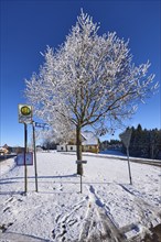 Winter landscape, bus stop Gasth. Kreuz, snow-covered tree, deep blue cloudless sky, Jostalstraße,