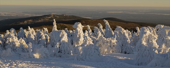 Brocken winter snowy firs panorama Harz Germany