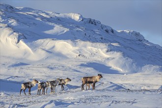 Reindeer, herd, standing in the snow, mountain landscape, Laponia, Lapland, Sweden, Europe