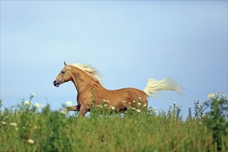 Andalusian, running, dun, horse