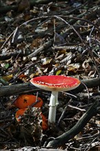 Fairytale toadstools (Amanita muscaria), October, Lusatia, Germany, Europe