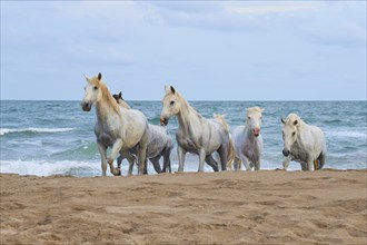 Group of white Camargue horses running along the sandy beach, the sea in the background under a