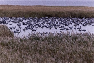 Large group of water birds in reeds, quiet and natural environment, Crane (Grus grus) wildlife,