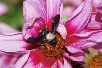 Wood bee on a dahlia flower, autumn, Germany, Europe