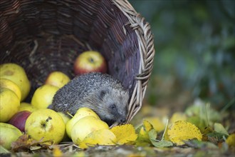 European hedgehog (Erinaceus europaeus) adult animal walking over fallen apples on an urban garden