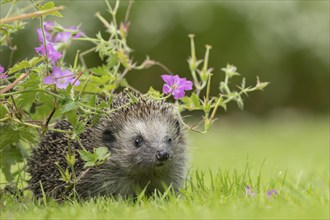 European hedgehog (Erinaceus europaeus) adult animal on an urban garden grass lawn under a