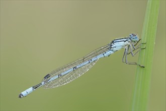 Common blue damselfly (Enallagma cyathigerum), male, North Rhine-Westphalia, Germany, Europe