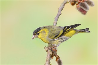 Eurasian siskin (Carduelis spinus) male sitting on a branch of a aspen (Populus tremula),