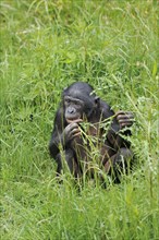 Bonobo or bonobo (Pan paniscus), juvenile, captive, occurring in the Congo