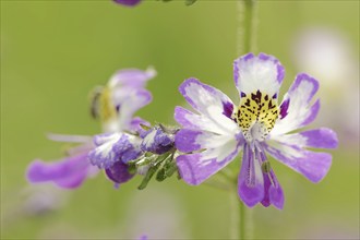 Butterfly flower (Schizanthus pinnatus), flower, ornamental plant, North Rhine-Westphalia, Germany,