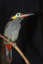 Pepper-eater (Selenidera piperivora, Selenidera culik), female, captive, occurrence in South