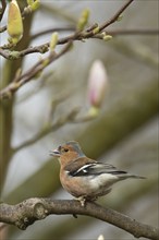 Eurasian chaffinch (Fringilla coelebs) adult male bird singing on a garden Magnolia tree branch,