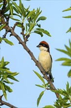 Woodchat shrike (Lanius senator), male, island of Lesbos, Greece, Europe