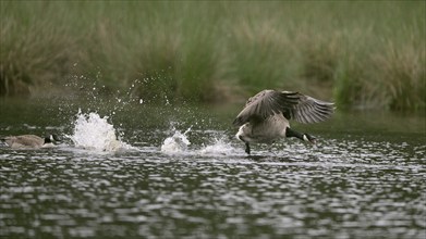 Calling Canada goose (Branta canadensis) running over water and splashing water droplets, Lower