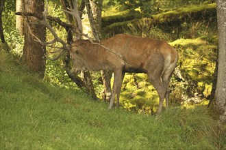 Red deer (Cervus elaphus) stag working on a branch lying on the ground during the rut, Allgäu,