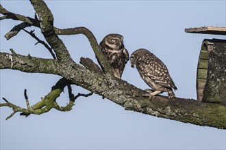 Little owls (Athene noctua), feeding young animals, Emsland, Lower Saxony, Germany, Europe