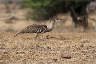 Giant bustard, kori bustard (Ardeotis kori), adult, running, foraging, alert, Kruger National Park,