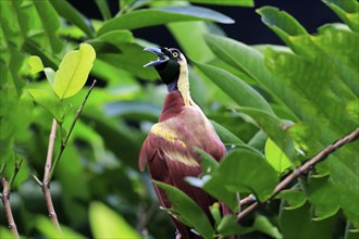 Lesser Bird of paradise (Paradisaea minor), adult male calling while perch, New Guinea