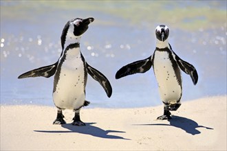 African penguin (Spheniscus demersus), pair, beach, Boulders, Simon's Town, Western Cape, South