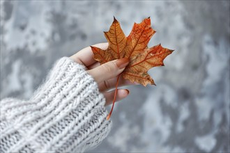 Woman's hand in white sweater holding single orange autumn leaf. Generative AI, AI generated