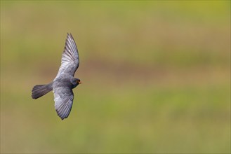 Red-footed Falcon, (Falco vespertinu), flight photo, falcon family, Tower Hide, Tiszaalpár,