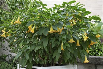 Flowering angel's trumpet (Brugmansia suaveolens) Lower Franconia, Bavaria, Germany, Europe