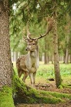 European fallow deer (Dama dama) stag standing in a forest, Bavaria, Germany, Europe