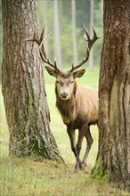 Red deer (Cervus elaphus) stag walking through trees in a forest, Bavaria, Germany, Europe