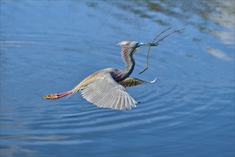 Tricolored Heron (Egretta tricolor), fly, with a branch, spring, Wakodahatchee Wetlands, Delray