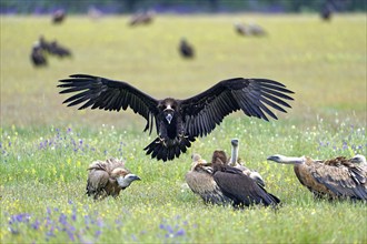 Eurasian cinereous vulture (Aegypius monachus) landing on a feeding ground among griffon vultures,