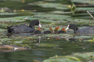 Eurasian burbot (Fulica atra) feeding its chicks. Bas Rhin, Alsace, France, Europe