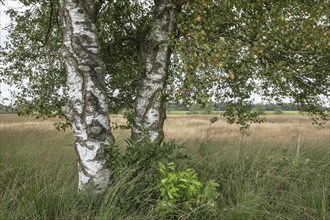 Warty birch (Betula pendula), Emsland, Lower Saxony, Germany, Europe