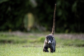 White-tailed coati (Nasua narica), adult, tail in the air, in a meadow, looking into the camera,