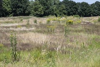 Extensive meadow with St James' ragwort (Senecio jacobaea) and flowering grasses, Emsland, Lower