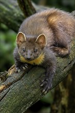 European pine marten (Martes martes) on tree trunk in forest showing big paws with semi-retractable