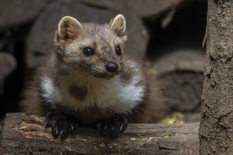 Close-up of beech marten, stone marten (Martes foina) resting in wood pile, woodpile