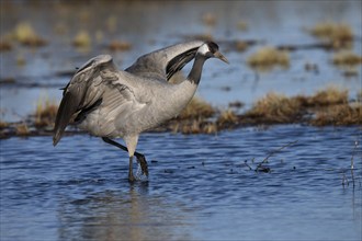 Common crane (Grus grus), Hornborga, Sweden, Europe