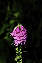 Common foxglove (Digitalis purpurea), flowers, from the plantain family, highly toxic, deadly