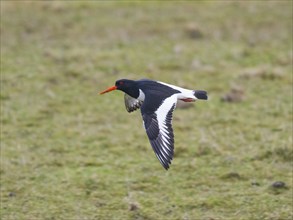 Eurasian Oystercatcher (Haematopus ostralegus), adult in flight, over meadow, island of Texel,