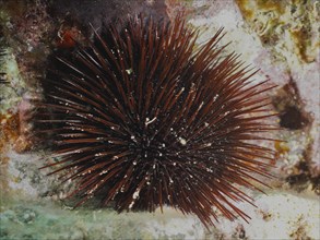 Brown sea urchin (Paracentrotus lividus) with long spines on a sea surface, dive site L'anse aux