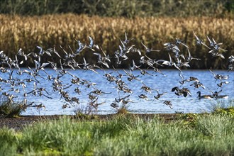 Black-tailed Godwit, Limosa limosa, flock of birds in flight on a winter morning over the marshes