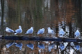 Seagulls reflected in a lake, November, Germany, Europe