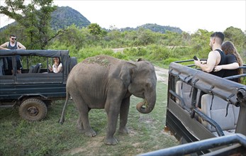 Sri Lanka elephant or Ceylon elephant (Elephas maximus maximus) on a safari jeep in the evening