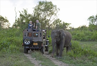 Sri Lanka elephant or Ceylon elephant (Elephas maximus maximus) on a safari jeep in the evening