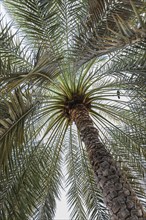 A bird resting in a palm tree, on the Corniche of Mutrah, Muscat, Arabian Peninsula, Sultanate of