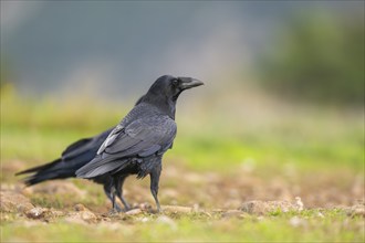 Common raven (Corvus corax) on a meadow in autumn, Pyrenees, Catalonia, Spain, Europe