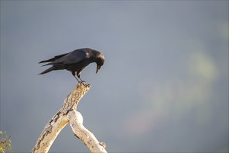 Common raven (Corvus corax) sitting on a dead branch, Pyrenees, Catalonia, Spain, Europe