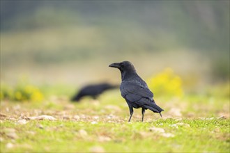 Common raven (Corvus corax) on a flowering meadow in autumn, Pyrenees, Catalonia, Spain, Europe