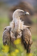 Griffon Vulture (Gyps fulvus) sitting on a flowering meadow in autumn, Pyrenees, Catalonia, Spain,